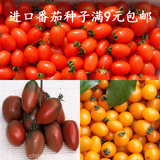 圣女果种子红黄紫色 小西红柿种子 阳台盆栽水果蔬菜种子春季种