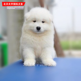 澳版毛量大的萨摩耶犬纯种幼犬.适合家养宠物狗出售.狗狗免疫已做