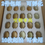 野鸡蛋 10枚为一件 山鸡蛋 受精蛋 可孵化 七彩山鸡蛋 野鸡蛋种蛋