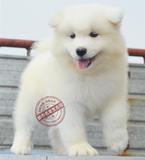纯种萨摩犬出售/萨摩幼犬/萨摩耶宠物狗狗/活体狗/上海本地犬舍