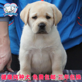 双血统奶白色拉布拉多犬纯种幼犬狗狗出售 适合家养宠物狗