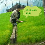 15年新米五常大米农家自产有机稻花香东北黑龙江不抛光试吃包邮