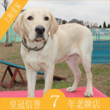 纯种白色拉布拉多狗宠物狗狗活体幼犬母上海爱家宠物训练学校D14
