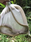 专业装蛇袋网袋 网袋 蛇笼装鱼虾水产网袋
