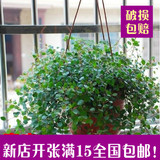 盆栽 千叶吊兰  垂吊常绿植物 四季常青 新房的绿色清新剂