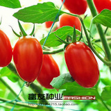红圣女果种子 小番茄籽 水果蔬菜种子 家庭阳台盆栽种菜 四季易种
