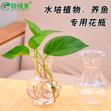水培花盆花瓶 小花瓶塑料插花瓶透明 绿萝富贵竹水养植物养鱼花瓶