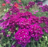 托斯卡纳系列美女樱苗 紫色白心 花园植物 垂吊花卉