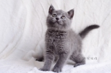 家养纯种英国短毛猫蓝猫 蓝白双色 河北邯郸宠物猫 家庭猫舍