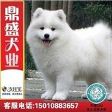 萨摩耶犬宠物纯种萨摩耶幼犬出售/白色微笑天使狗狗雪橇犬送货G2