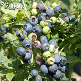 虹越园艺家蓝莓盆栽4年苗（小）2加仑南北方庭院种植果树苗包邮