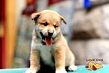 限量 日系 纯种 日本柴犬 幼犬  俊介犬 宠物犬出售 包健康