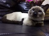 自家养殖暹罗猫暹罗小幼崽宠物纯种暹罗猫海豹重点色猫咪活体喵