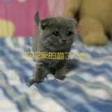 # 坨坨家 # 纯种苏格兰折耳MM 蓝猫幼猫活体 宠物猫出售