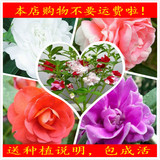 满10包邮花卉种子盆栽四季种彩色茶花凤仙花指甲阳台花种子四季种