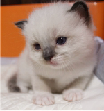 布偶猫 布拉多尔猫 双色 重点色 手套色 纯种猫 宠物猫幼猫 活体
