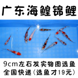 纯种日本锦鲤 红白锦鲤活体纯种 鱼苗 精选风水鱼 观赏鱼精品批发