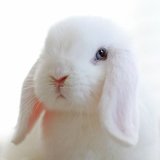 垂耳兔活体兔宠物兔子 道奇兔折耳兔宝宝活体纯种纯白