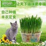 天然种植猫草 手工水晶猫草 种子送猫薄荷调理肠胃 去毛球猫零食