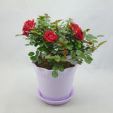 微型月季苗 蔷薇玫瑰微型当年开花盆栽阳台 带花苞发货