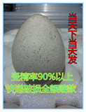 大型火鸡种蛋 大型纯种尼古拉种蛋 可孵化种蛋 快递破损全额赔款