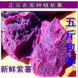 2015新鲜有机紫薯红薯山东特产紫地瓜干农家自种山芋5斤包邮
