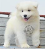 纯种萨摩耶幼犬宠物狗狗出售 赛级纯正健康活体可爱萨摩耶S43