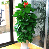 爱优尚大绿萝盆栽室内大型植物办公室盆栽花卉送上海杭州绿植盆栽