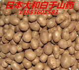 山药豆种子日本大和芋山药种子（山药豆） 新品种 精选一级  春种