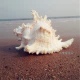 天然贝壳海螺超大千手螺菊花螺20-24cm创意礼物拍摄道具摆件婚礼