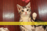 CFA猫舍【E-HOUSE】纯种银虎斑加白美短起司猫美国短毛猫DD5/31生