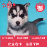 有它网 宠物狗狗 哈士奇犬纯种活体幼犬赛级蓝眼雪橇犬健康出售7