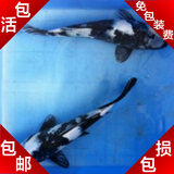 纯种 日本锦鲤 白写 活体 淡水鱼 冷水鱼 观赏鱼 包活 包邮特价