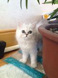 萌宠猫园活体宠物猫 金吉拉 CFA纯种血统 白色 幼猫 公DD