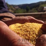 2015新陕北农家杂粮小米食品有机月子黄小米粥米粗粮食小黄米500g