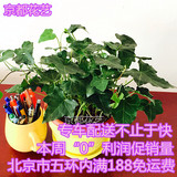 常春藤吊兰绿植盆栽花卉植物吸甲醛盆栽办公室客厅桌面植物北京