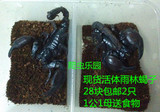 宠物蝎子雨林蝎亚洲假帝王蝎子公母一对2只，伸直总长15-17cm左右