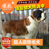 纯种圣伯纳犬幼犬双赛级家养纯种巨型圣伯纳犬救援护卫犬BJ-12