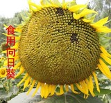 原种高产葵花种子食用向日葵种子专业用种子 大食用葵花种子包邮
