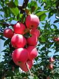 陕西洛川苹果新鲜水果红富士比阿克苏冰糖心烟台脆甜80#12头包邮
