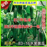 【天天特价】进口超高产83-16水果黄瓜种子 口感佳 阳台盆栽包邮