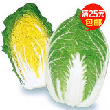 黄金大白菜种子 黄芽菜 蔬菜种子烹饪方法多样 韩国泡菜批发包邮