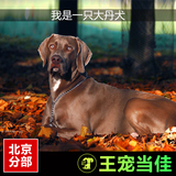 赛级纯种德国大丹犬大型犬大丹幼犬活体出售宠物狗北京可上门