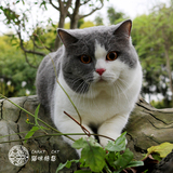 【CARAT CAT】 CFA英国短毛猫蓝白英短双色英短蓝白（英短猫）