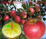 新鲜苹果昭通丑苹果冰糖心苹果甜脆苹果红富士苹果特级8斤包邮