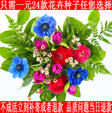 四季花卉种子春播阳台盆栽玫瑰种子郁金香百合牡丹花卉种子套餐