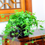 绿萝栀子花发财树富贵竹吊兰盆栽植物室内绿植花卉净化空气吸甲醛
