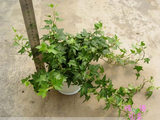 常春藤植物盆栽又名长春藤 吸收苯甲醛净化空气植物 送货上门