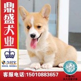 北京犬舍出售双血统三色柯基犬/幼犬/短毛威尔士柯基/宠物犬狗狗