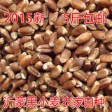 2015新鲜黑小麦草种子黑麦仁山东沂蒙特产五谷杂粮250g10件包邮